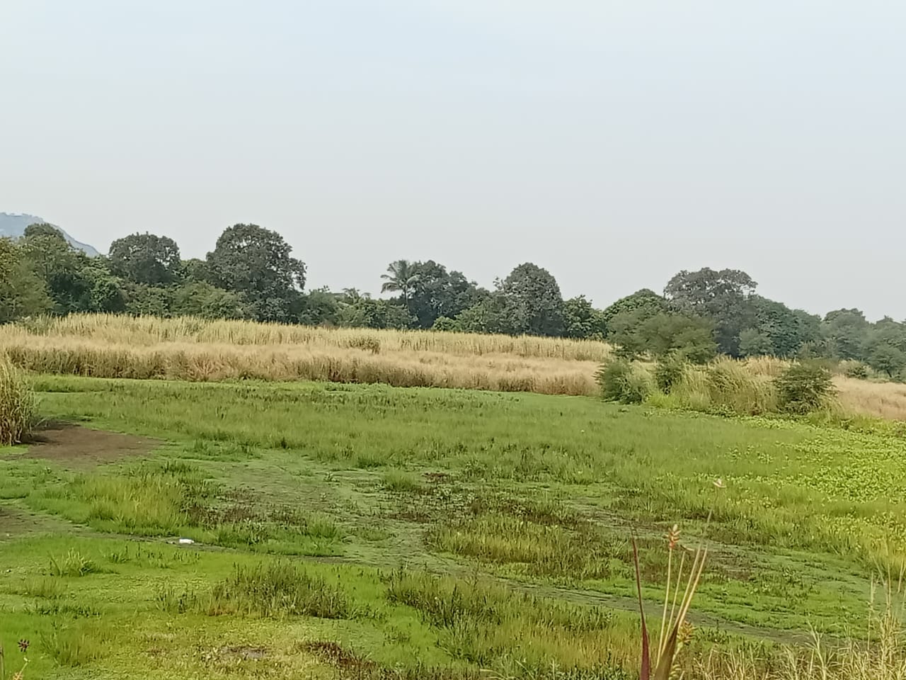 3 Guntha Plot For Panvel